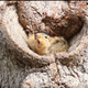 Illustration for article titled Let's check out this year's Comedy Wildlife Photography Awards contenders